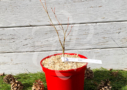 Acer Palmatum 'Patsy' - Érable du Japon