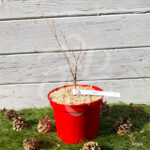 Acer Palmatum 'Patsy' - Érable du Japon