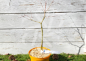 Acer palmatum 'Relish' - Érable du Japon