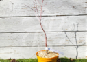 Acer palmatum 'Russel Grace' - Érable du Japon