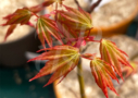 Acer palmatum 'Shohrei Ki Ji' - Érable du Japon