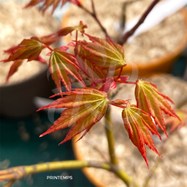 Acer palmatum 'Shohrei Ki Ji' - Érable du Japon