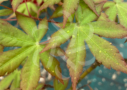 Acer palmatum 'Shohrei Ki Ji' - Érable du Japon