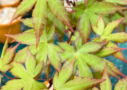 Acer palmatum 'Shohrei Ki Ji' - Érable du Japon