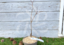 Acer palmatum 'Takao beni' - Érable du Japon