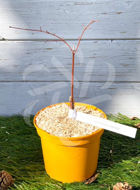 Acer palmatum 'Westonbirt Orange' - Érable du Japon