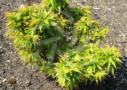 Acer palmatum 'Zoë' - Érable du Japon