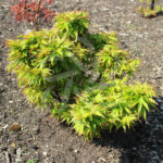 Acer palmatum 'Zoë' - Érable du Japon