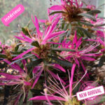 Rhododendron - Azalea StarStyle Lila et White