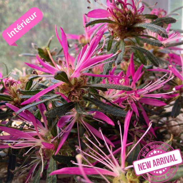 Rhododendron - Azalea StarStyle Lila et White