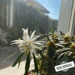 Rhododendron - Azalea StarStyle Lila et White