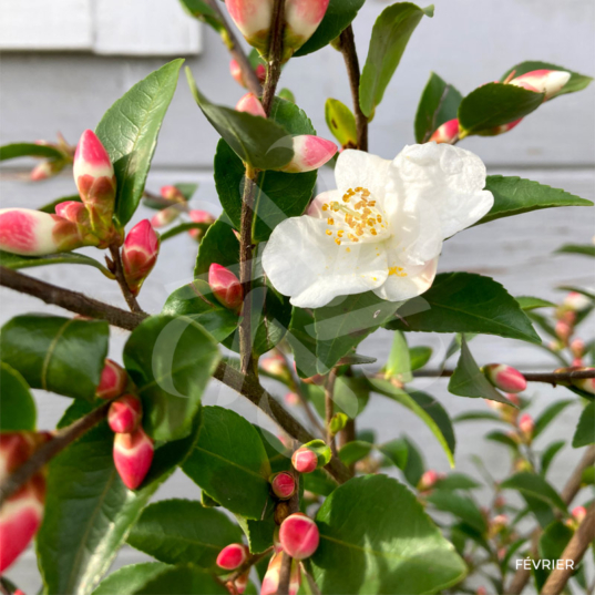 Camellia 'Beauty Blush' - 1000 Fleurs