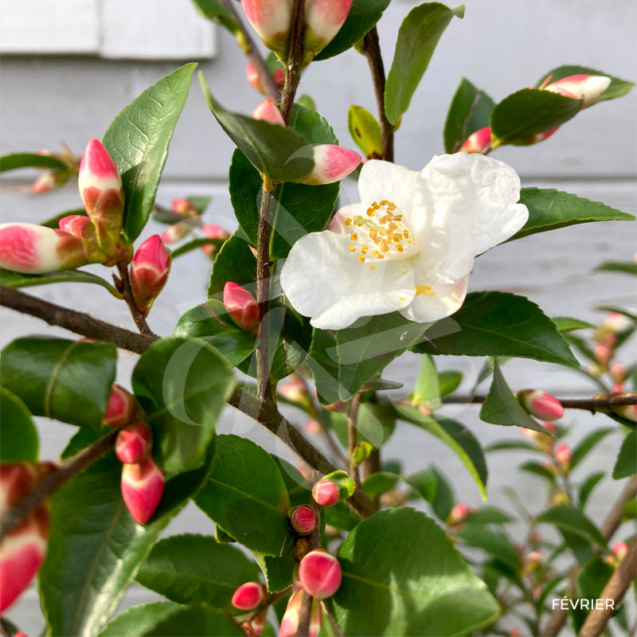 Camellia 'Beauty Blush' - 1000 Fleurs