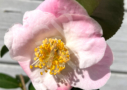 Camellia japonica ‘Winter Perfume Pearl’