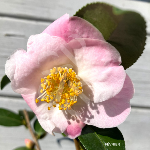 Camellia japonica ‘Winter Perfume Pearl’