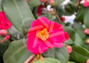 Camellia japonica ‘Winter Perfume Pink’