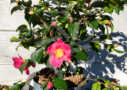 Camellia japonica ‘Winter Perfume Pink’