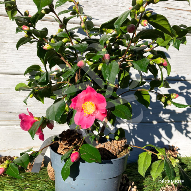 Camellia japonica ‘Winter Perfume Pink’