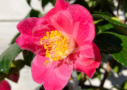 Camellia japonica ‘Winter Perfume Pink’