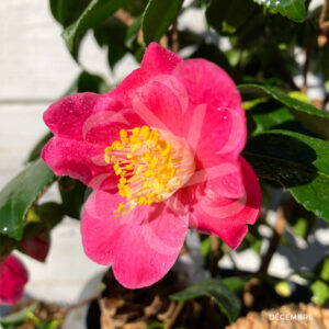 Camellia japonica ‘Winter Perfume Pink’