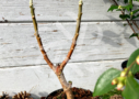 Edgeworthia chrysantha 'Honey Sunshine'