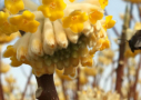 Edgeworthia chrysantha 'Honey Sunshine'