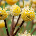 Edgeworthia chrysantha 'Honey Sunshine'