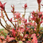 Hydrangea serrata 'Euphoria Pink'