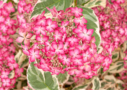 Hydrangea serrata 'Euphoria Pink'
