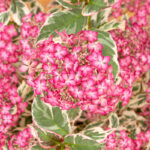 Hydrangea serrata 'Euphoria Pink'