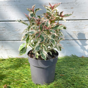 Hydrangea serrata 'Euphoria Pink'