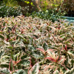 Hydrangea serrata 'Euphoria Pink'