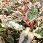 Hydrangea serrata 'Euphoria Pink'