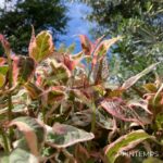Hydrangea serrata 'Euphoria Pink'