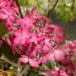 Hydrangea serrata 'Euphoria Pink'