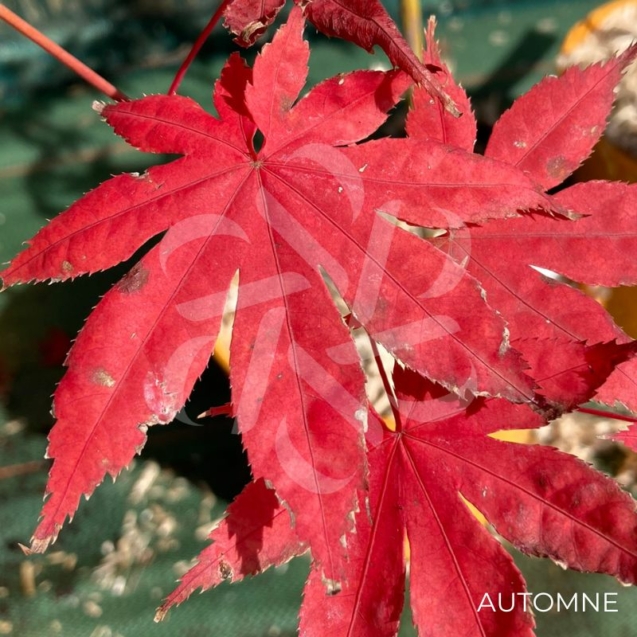 Acer Palmatum 'Zokumei' - Érable du Japon