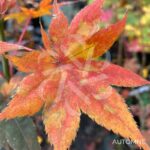 Acer Palmatum 'Zokumei' - Érable du Japon