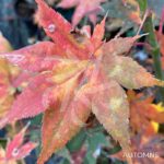 Acer Palmatum 'Zokumei' - Érable du Japon