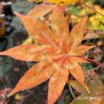 Acer Palmatum 'Zokumei' - Érable du Japon
