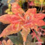 Acer Palmatum 'Zokumei' - Érable du Japon