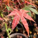 Acer palmatum 'Collingwood Ingram' - Érable du Japon