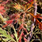 Acer Palmatum 'Dr Baker' - Érable du Japon dissectum