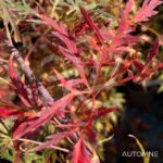 Acer Palmatum 'Dr Baker' - Érable du Japon dissectum