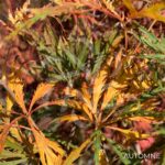 Acer Palmatum 'Dr Baker' - Érable du Japon dissectum