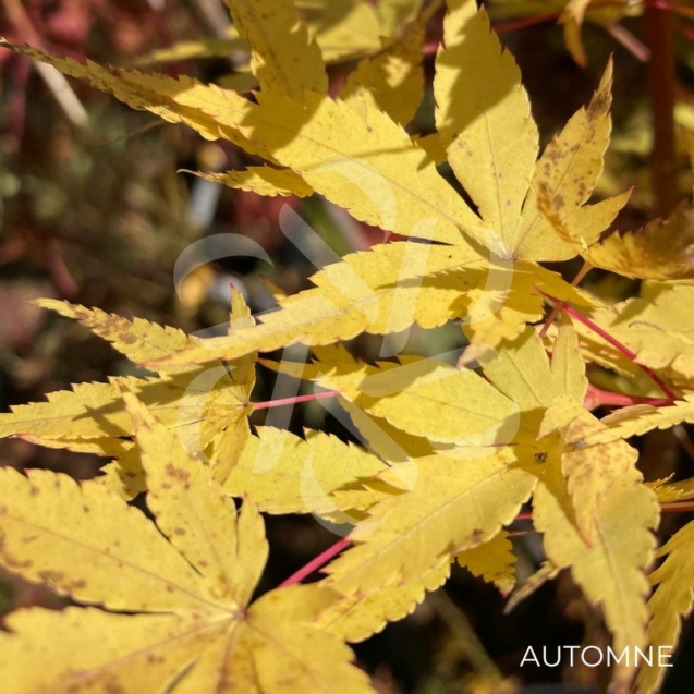 Acer palmatum 'Eddisbury' - Érable du Japon