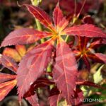 Acer palmatum 'Harusame Showa Period' - Érable du Japon