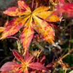 Acer palmatum 'Harusame Showa Period' - Érable du Japon