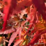 Acer palmatum 'Helena' - Érable du Japon
