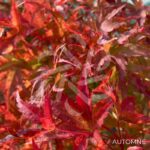 Acer palmatum 'Helena' - Érable du Japon