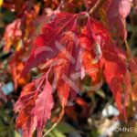 Acer Palmatum 'Hosoba Koshimino' - Érable du Japon